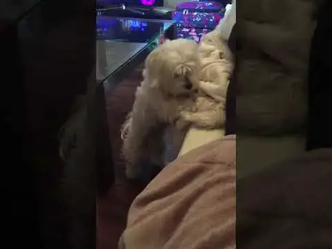 'Video thumbnail for Django the Maltese barking demands to see Granny before moving to Portugal from Glasgow'