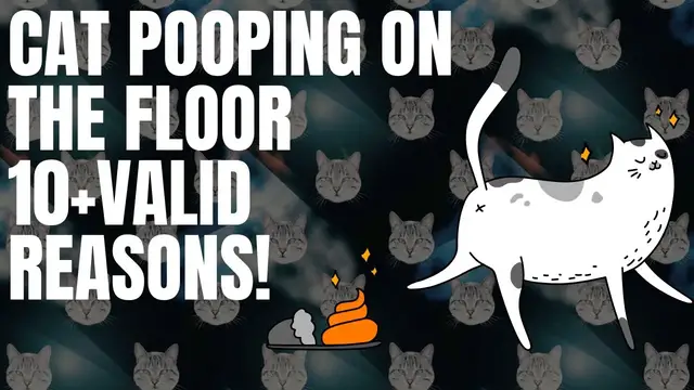 Video thumbnail for Cat Pooping On The Floor: Valid Reasons and Tips