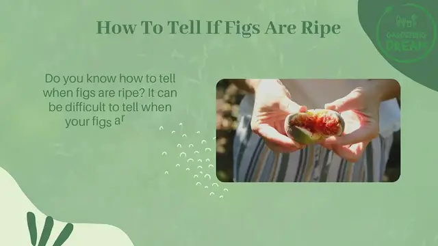 Video thumbnail for How To Tell If Figs Are Ripe