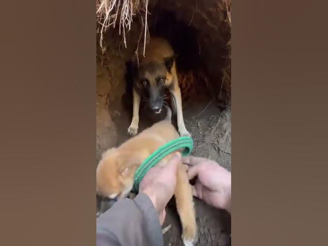 Video thumbnail for Hands Prying Plastic in a Tight Forest Den Bend