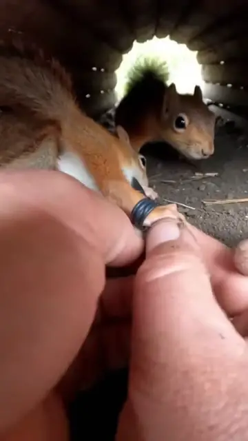 Video thumbnail for Hands Pulling Rubber in a Tight Forest Den