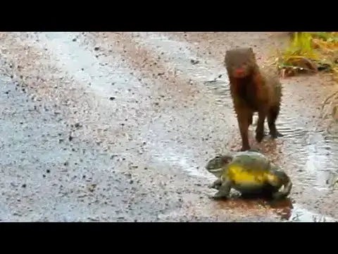 Video thumbnail for Dwarf Mongoose Spits Out Bullfrog
