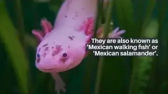 'Video thumbnail for What are axolotls?'