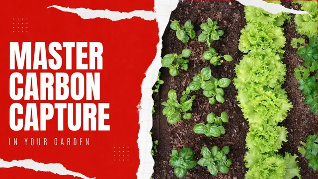 Video thumbnail for How Much CO2 Does Your Garden Capture? How To Maximize Carbon Sequestration & Increase Yields