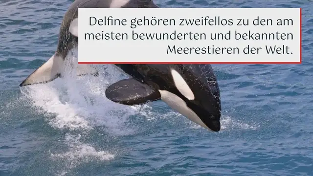 Video thumbnail for Delfine Steckbrief – Alle Fakten über Delfine