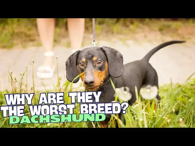 Video thumbnail for Why Dachshunds Are the Worst Breed? 🐾😱