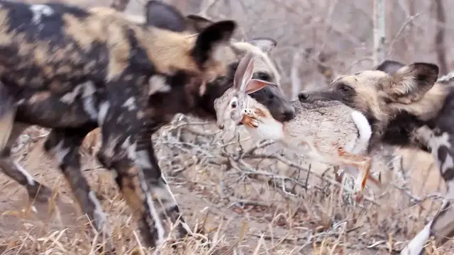 Video thumbnail for Wild Dogs Tear Hare in Half