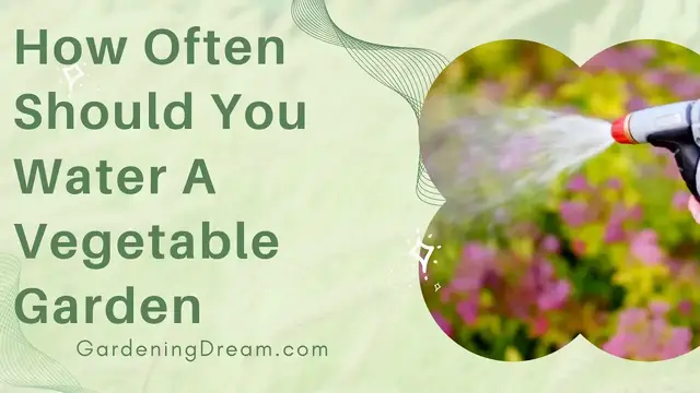 'Video thumbnail for How Often Should You Water A Vegetable Garden'