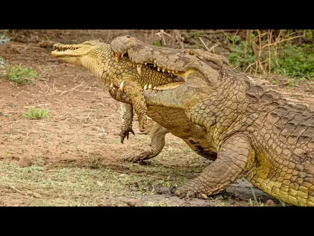 Video thumbnail for Crocodile Fights and Eats Crocodile