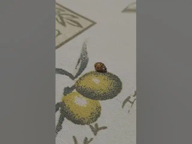 Video thumbnail for Curious ladybug😍😘🥰#shorts