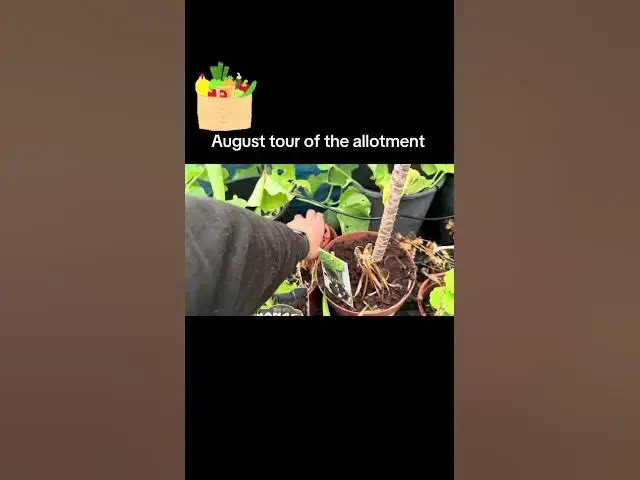 'Video thumbnail for 🌿 August Allotment Tour 🌿'