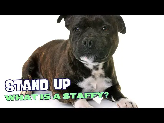 Video thumbnail for What is a Staffordshire Bull Terrier? 🐕💪