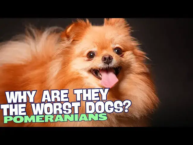 Video thumbnail for Why Pomeranians Are the Worst Dogs? 🐕😱