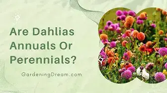 Video thumbnail for Are Dahlias Annuals Or Perennials?