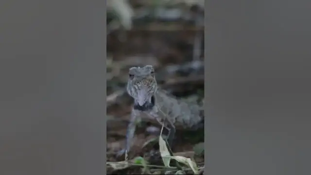 Video thumbnail for Lizard #shorts