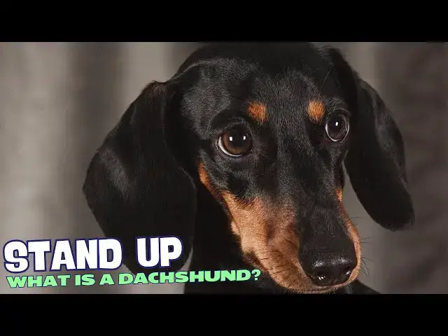Video thumbnail for What is a Dachshund Dog? 🐕🐾