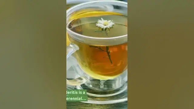 Video thumbnail for Mountain Tea, Superb 3 Benefits That You Need To Know!