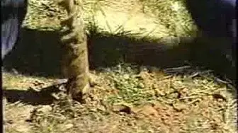 Video thumbnail for Expansive Soil and Foundation Cracks