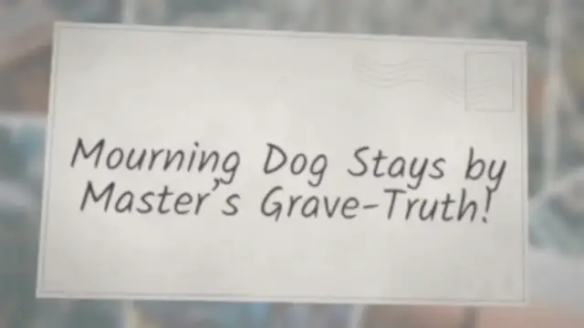 Video thumbnail for Mourning Dog Stays by Master's Grave-Truth!