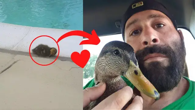 Video thumbnail for Como cuando un patito te cambia la vida 🦆💕