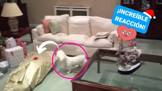 'Video thumbnail for Perrito recibe una especial sorpresa de navidad ¡Mira su emoción!'
