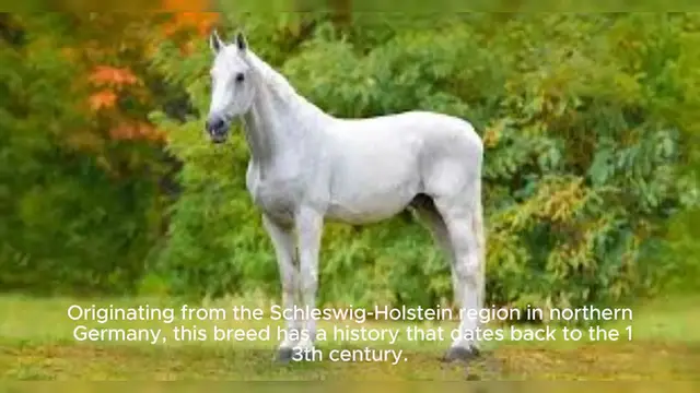 Video thumbnail for Holsteiner Horse
