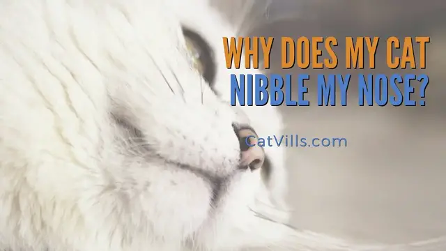 Video thumbnail for 7 REASONS WHY DOES YOUR CAT NIBBLE YOUR NOSE