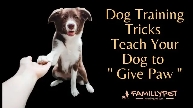 Video thumbnail for Dog training tricks : Teach your dog to Give paw