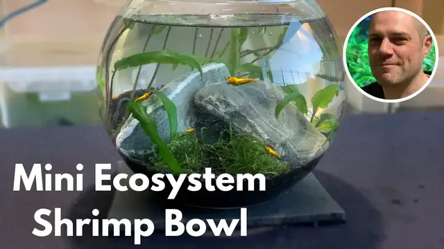 Video thumbnail for Easy Mini Ecosystem Shrimp Bowl Set Up! ?