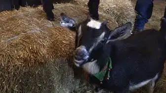 Video thumbnail for “Goat Snuggling” At The Farm Show