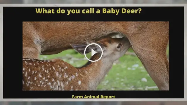 Video thumbnail for 5 Titles: Baby Deer Name