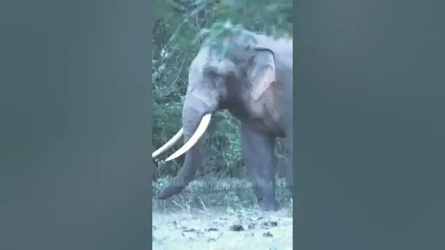 Video thumbnail for Elephant, possibly tallest tusker of Sri Lanka appears from the forest #shorts
