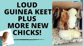 Video thumbnail for Loud Guinea Keet Plus More New Chicks Day 2362 Experimental Homesteader
