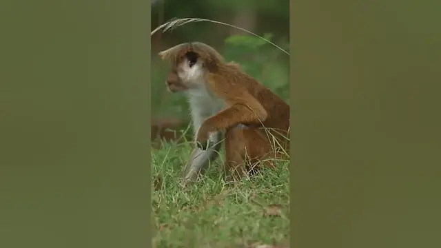 Video thumbnail for Toque macaque #shorts