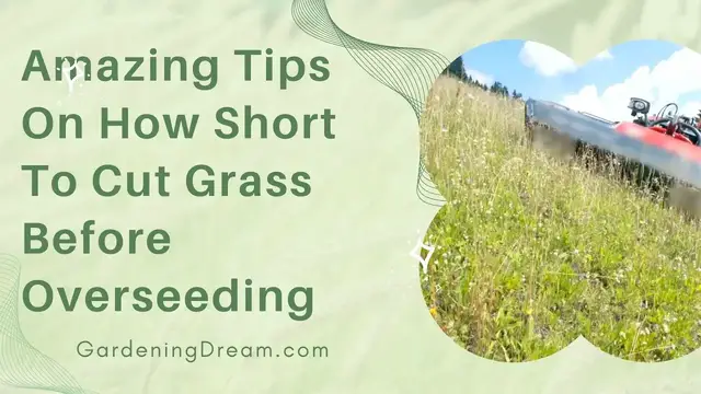Video thumbnail for Amazing Tips On How Short To Cut Grass Before Overseeding