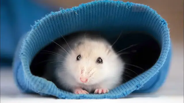 Video thumbnail for Chomiki dżungarskie – hodowla, potrzeby, utrzymanie. Dowiedz się więcej!