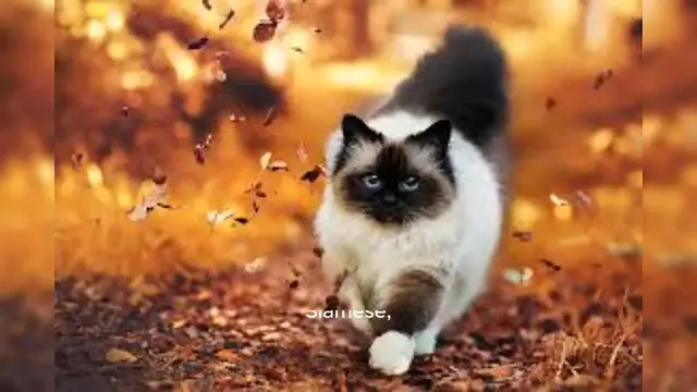 Video thumbnail for Himalayan Cat