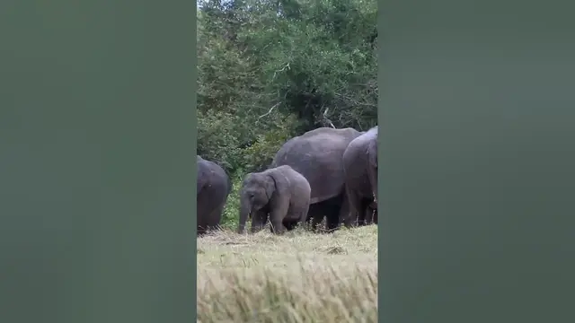 Video thumbnail for Elephant Baby #shorts