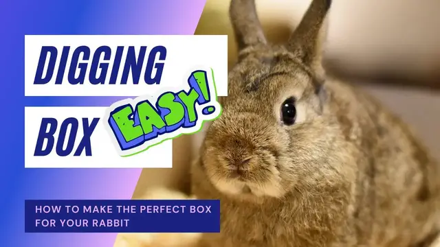 Video thumbnail for How to Make The Perfect DIY Rabbit Digging Box [Rabbit Enrichment]