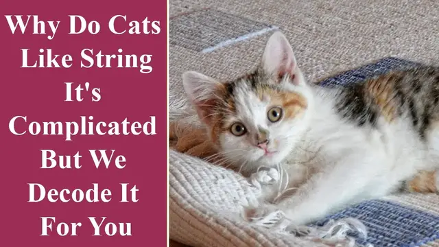 Video thumbnail for Why Do Cats Like String: It's Complicated