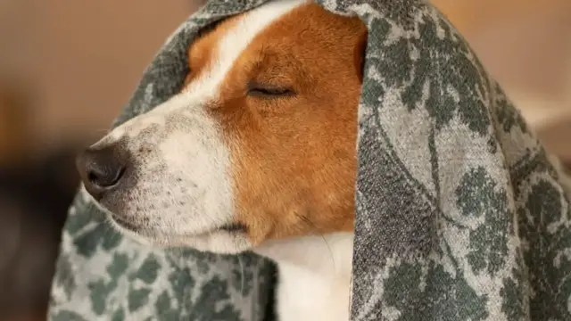 'Video thumbnail for This Is The Dog Breed That Can't Bark'