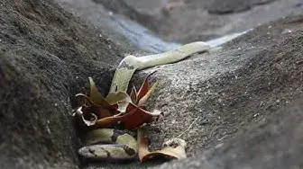 Video thumbnail for Banded kukri Snake  අරණි දත්කැටිය