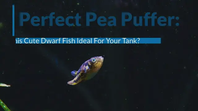 Video thumbnail for PEA_PUFFER_GUIDE