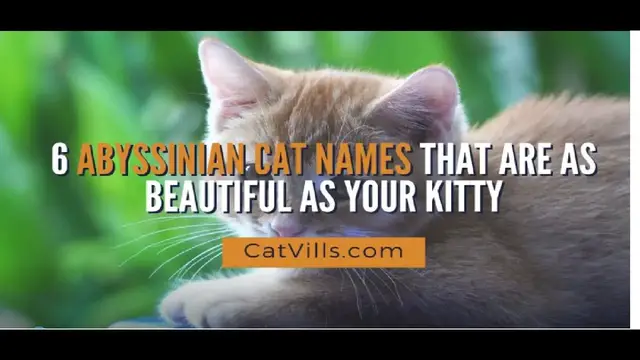 Video thumbnail for 6 ABYSSINIAN CAT NAMES