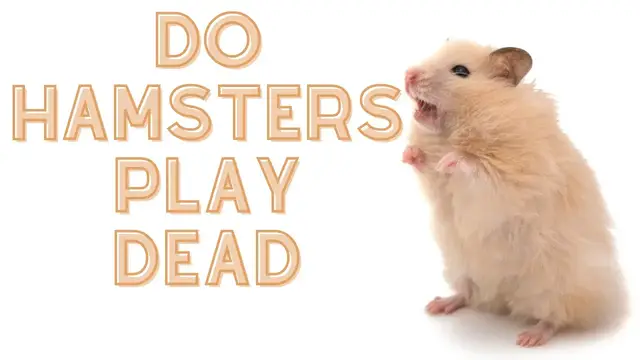 'Video thumbnail for Do Hamsters Play Dead? And Why They Do It'