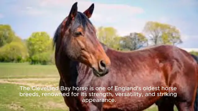 Video thumbnail for Cleveland Bay Horse