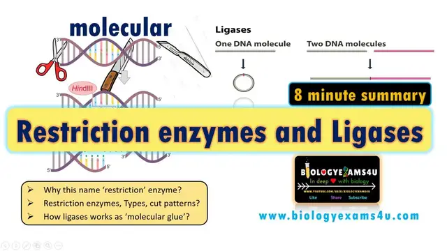 Video thumbnail for Restriction Enzymes and DNA Ligase || A Simplified Summary