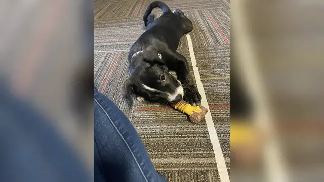 'Video thumbnail for Pet of the Week 02/17/23'