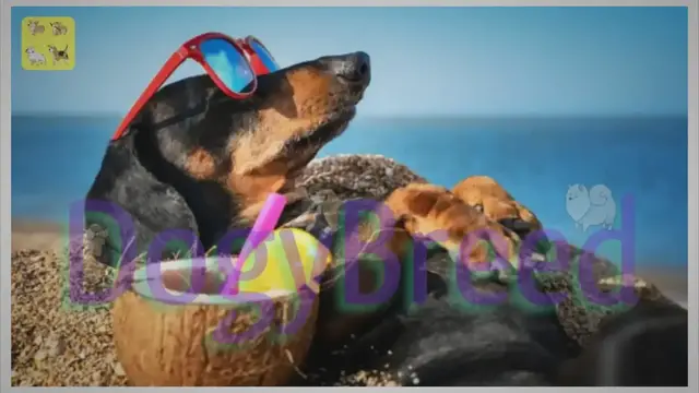 Video thumbnail for The Ultimate Guide to the Top 10 Dog-Friendly Vacations Spots