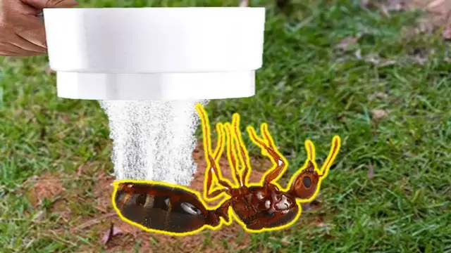 Video thumbnail for How To Get Rid of Ants in Grass Naturally
